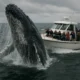 Viral Videos of Whales and Ships Are AI-Generated, Not Real Encounters